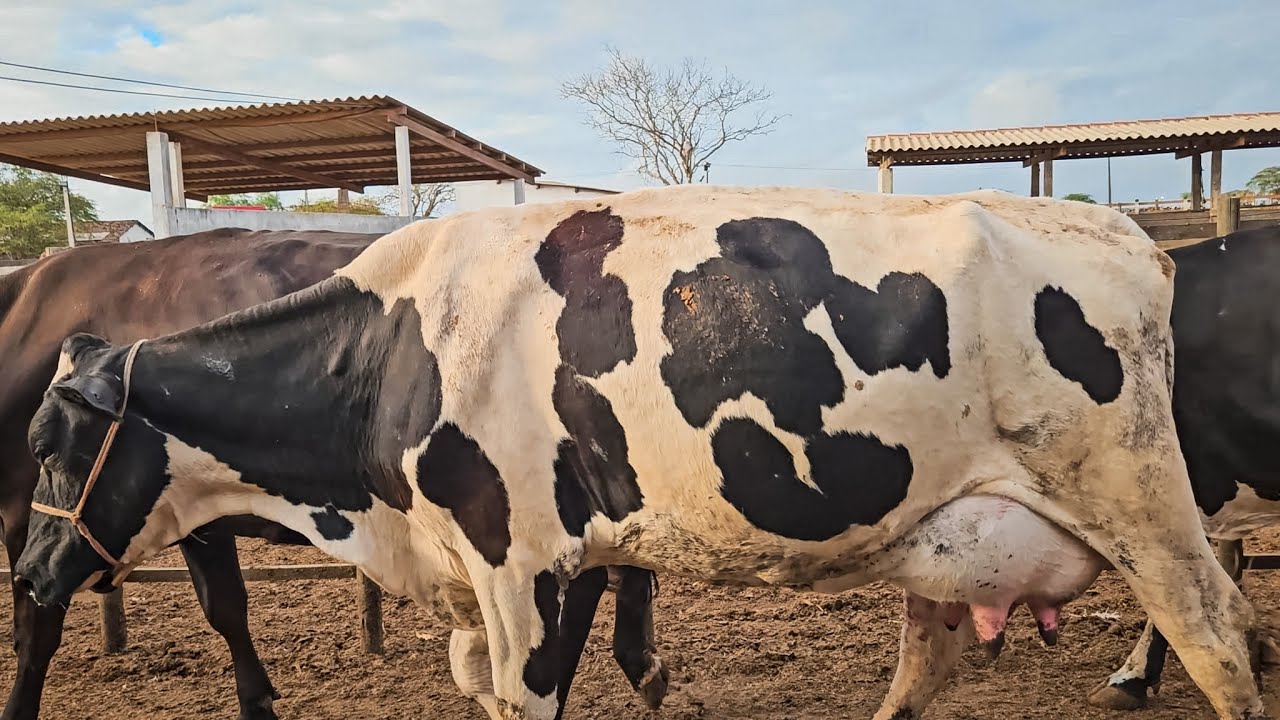 VACAS DE 35 KG DE LEITE POR DIA NA FAZENDA ZÉ DE DANDA EM CACHOEIRINHA PE!!