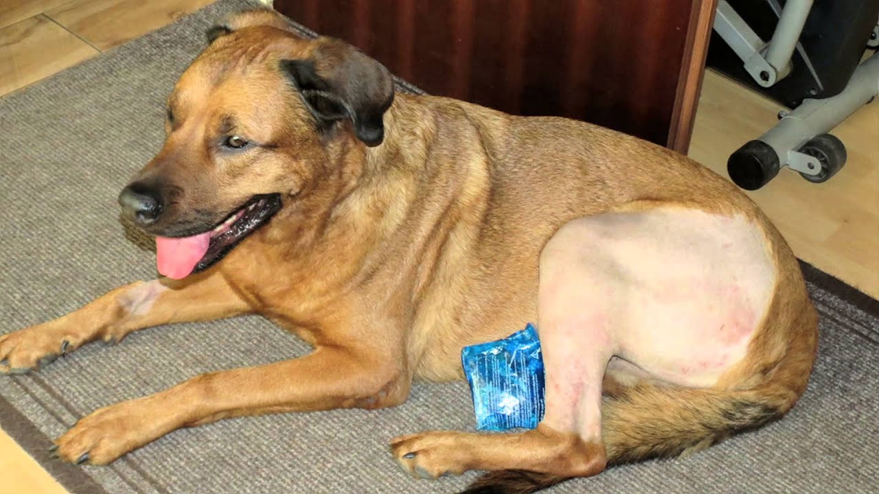 TPLO Operation Kreuzbandeinriss