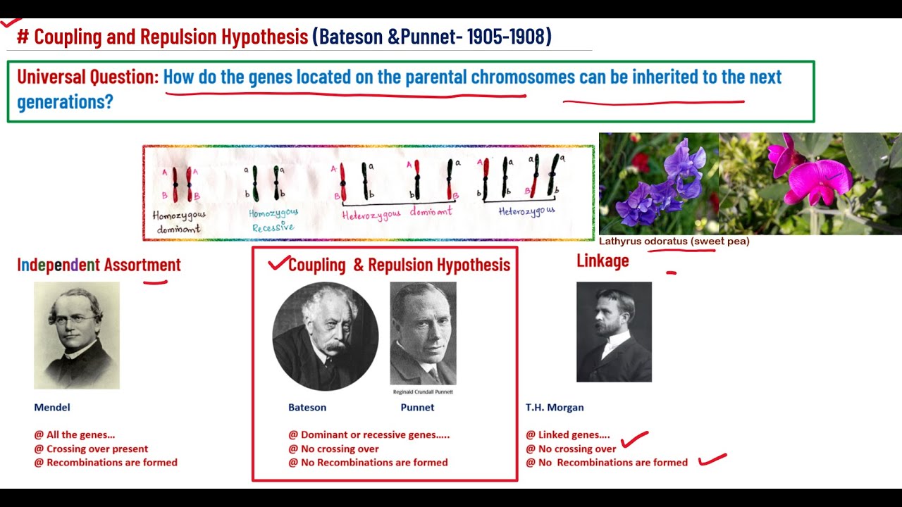 #Coupling and Repulsion Hypothesis - Bateson & Punnet / Genetics / learn with 2 easy principles/
