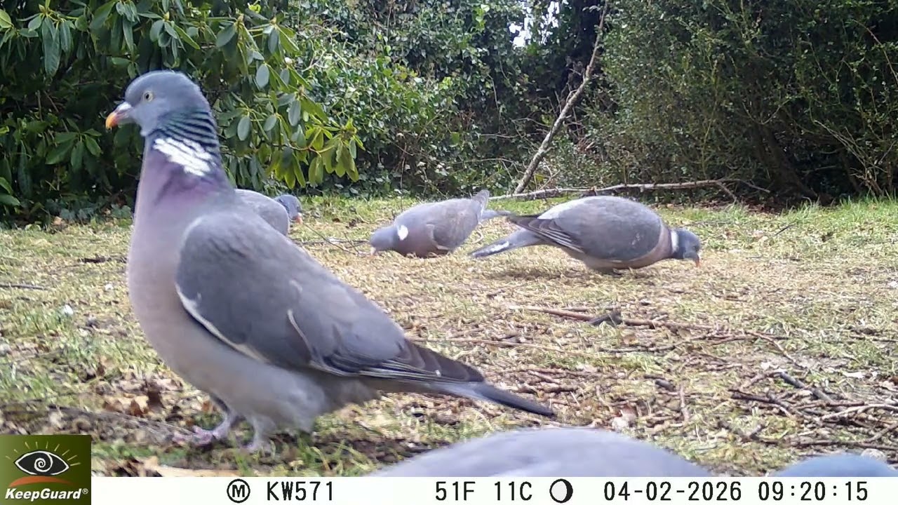 A large flock of pigeons visits my garden to feed on the provided birdseed - 04-feb-2026