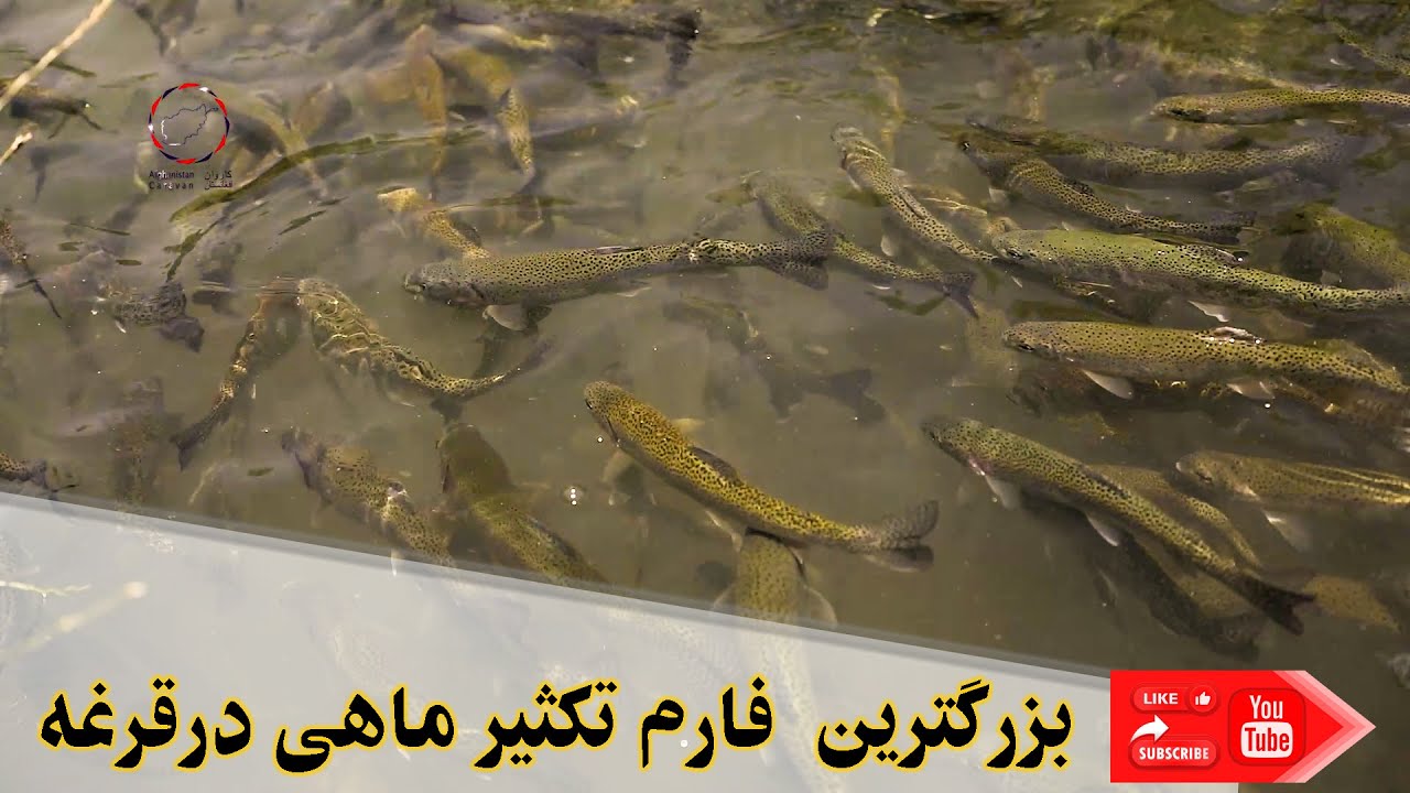 Qargha fish farm\ فارم  پرورش ماهی قرغه