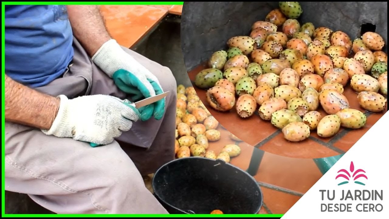 🌵 C&oacute;mo recolectar, lavar y PELAR higos chumbos (Tunos) de nuestra Chumbera 🍴