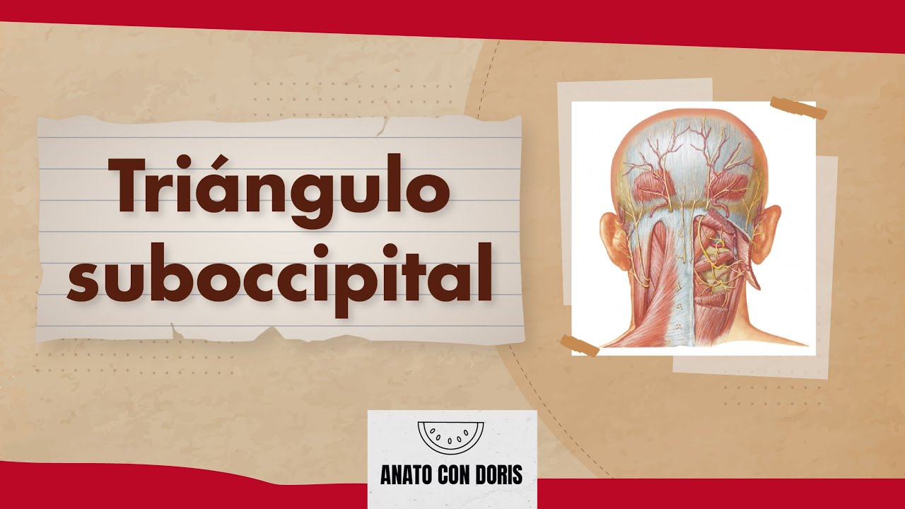 Tri&aacute;ngulo SUBOCCIPITAL | TODO lo que ten&eacute;s que SABER