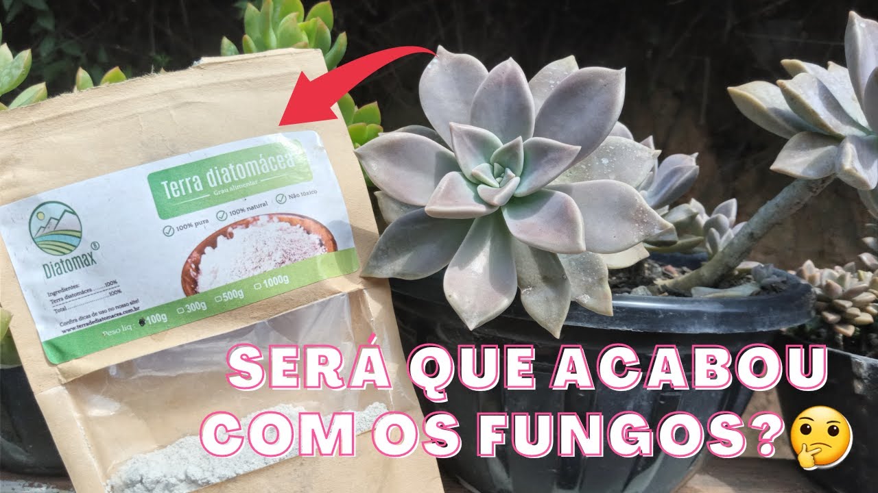 TERRA DE DIATOMACEAS ACABA MESMO COM FUNGOS NAS SUCULENTAS?vem ver os resultados  na minha coleção