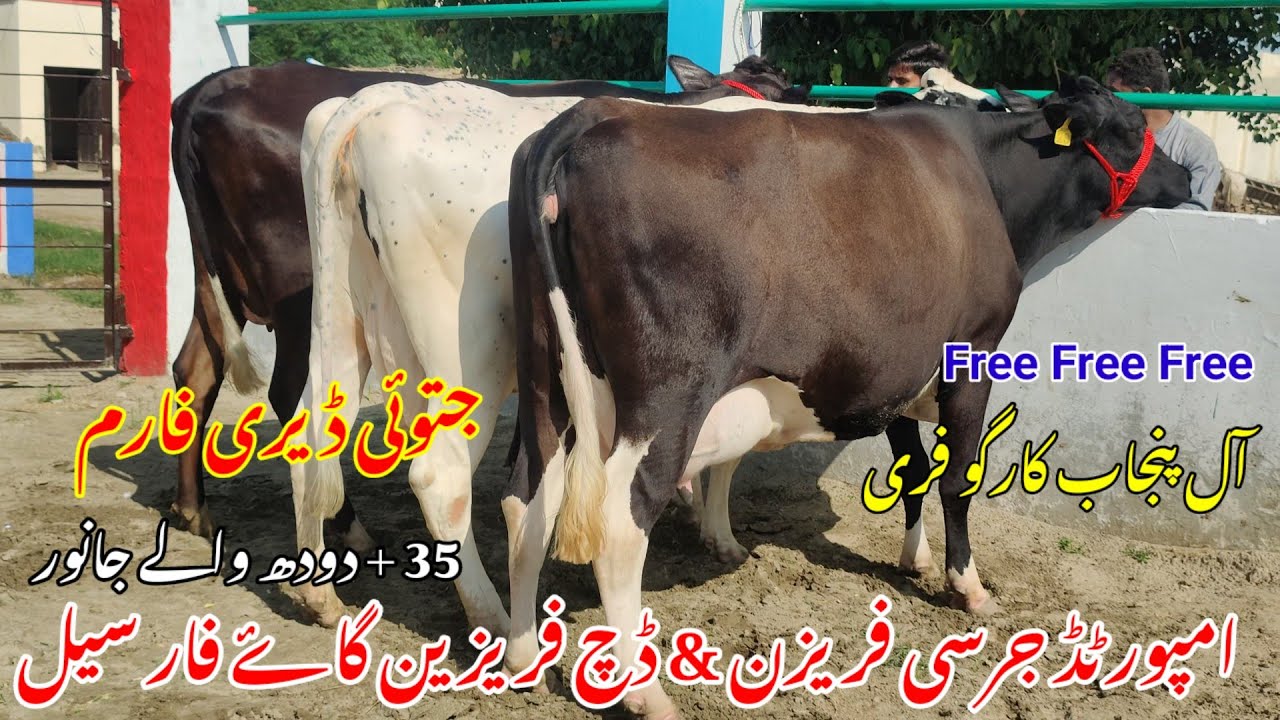 Imported Jersey Frisian Dutch Frisian Red For Delivery For Sale 🐄 | 10 Sep 2025 | Jatoi Dairy Farm