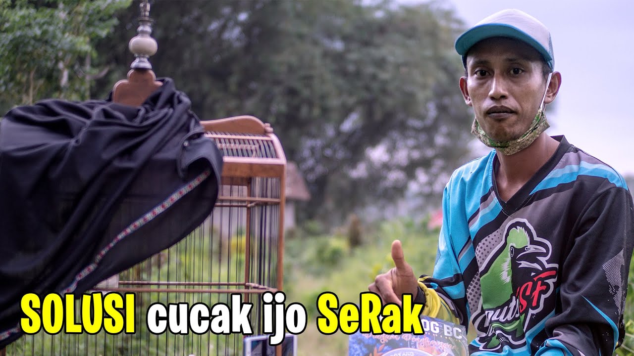 DAPAT OMBYOKAN 650 RB BISA SERING JUARA
