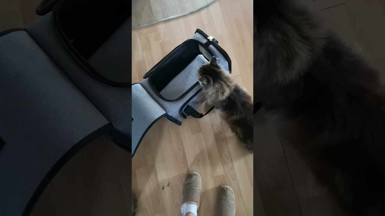 YOOFAN Hundetasche,Fluglinienzugelassene Faltbare Katzentragetaschen, Sehr sch&ouml;ne Transporttasche f&uuml;