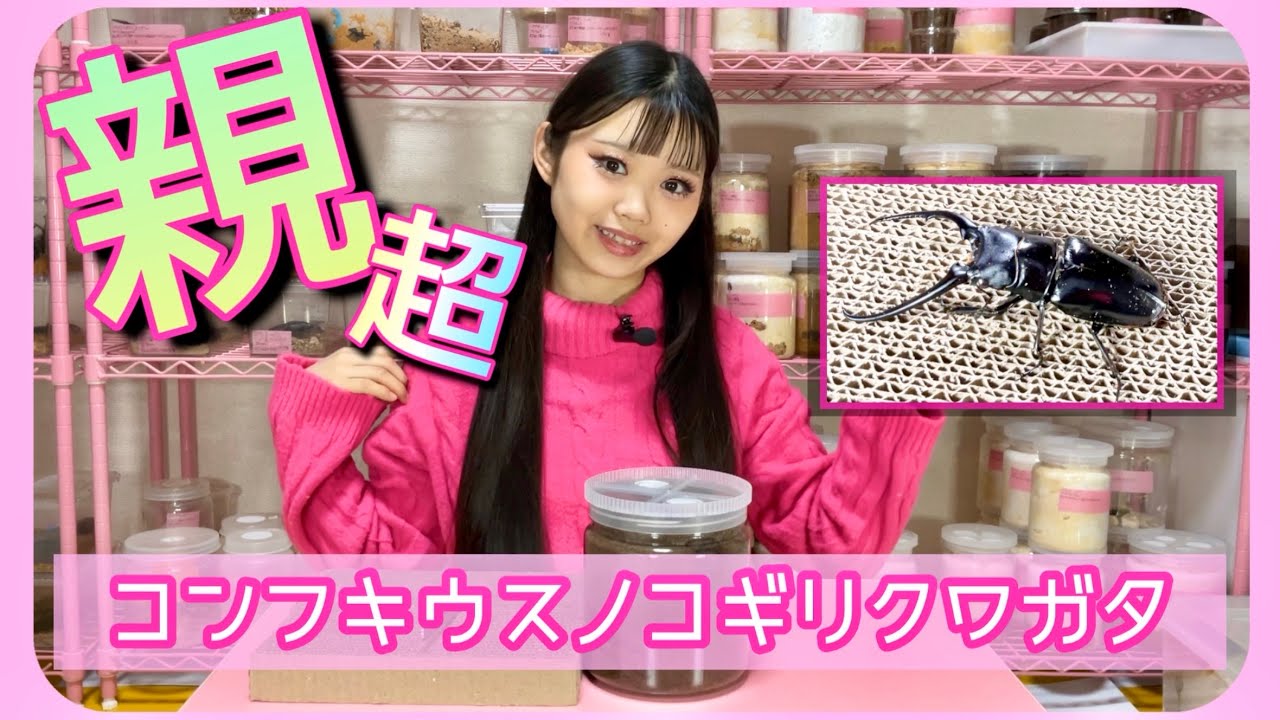 コンフキウスノコギリクワガタが羽化したよ❤️‍🔥