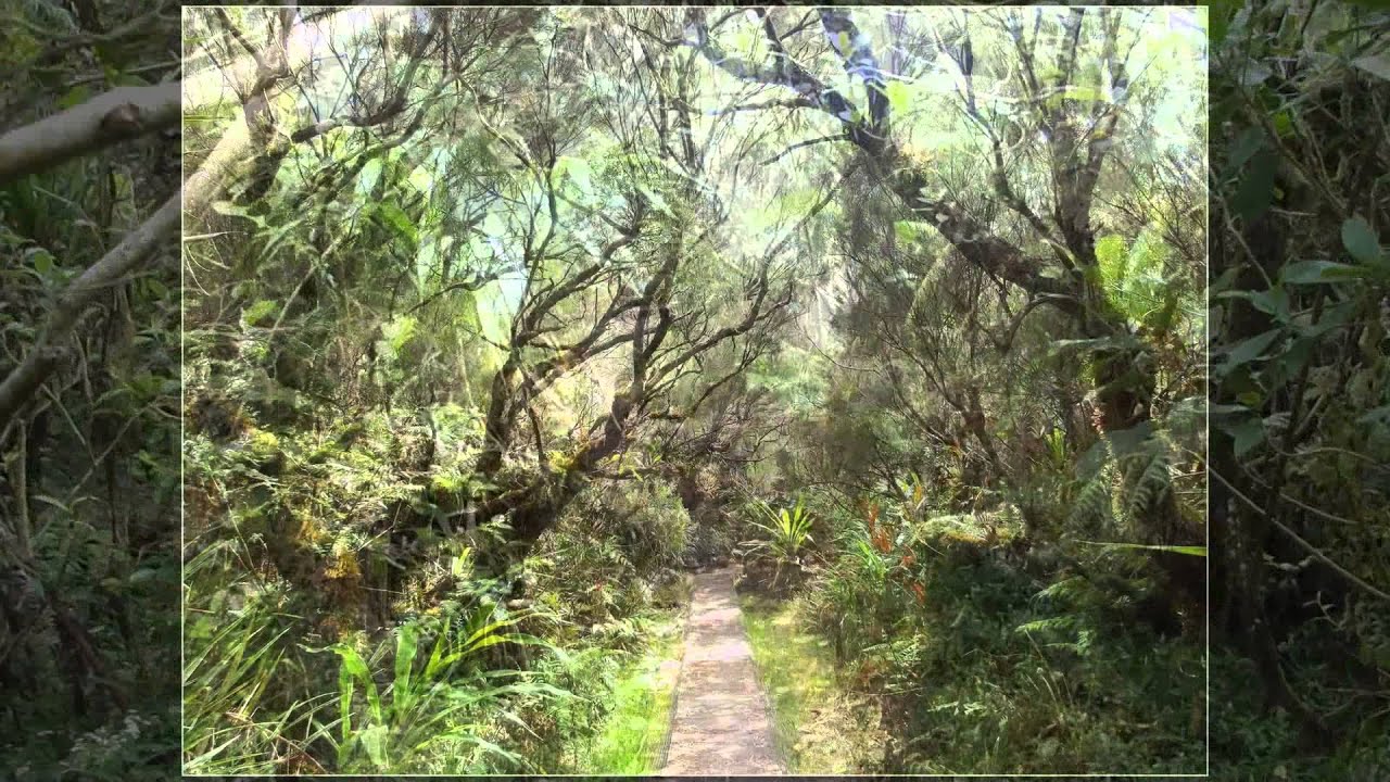 Ile de la Réunion,randonnée Forêt de Bélouve - Trou de fer