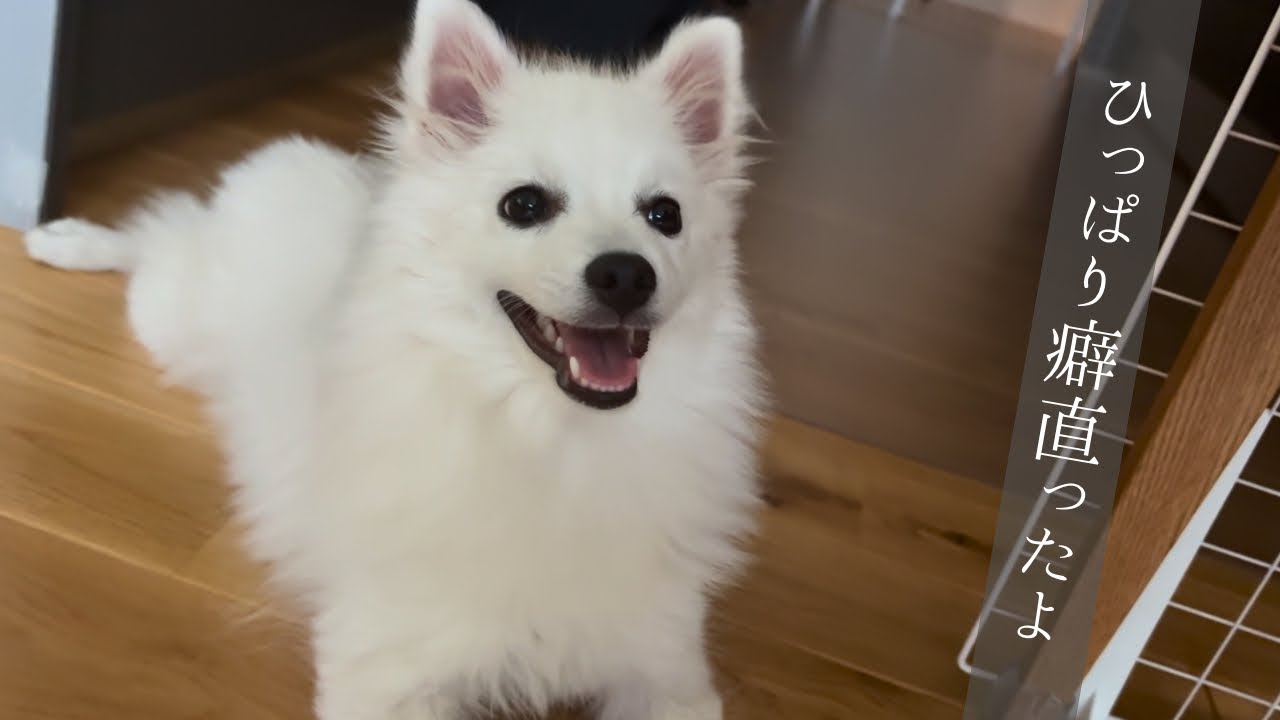 顔が大人びてきた子犬の引っ張り癖が直った話し