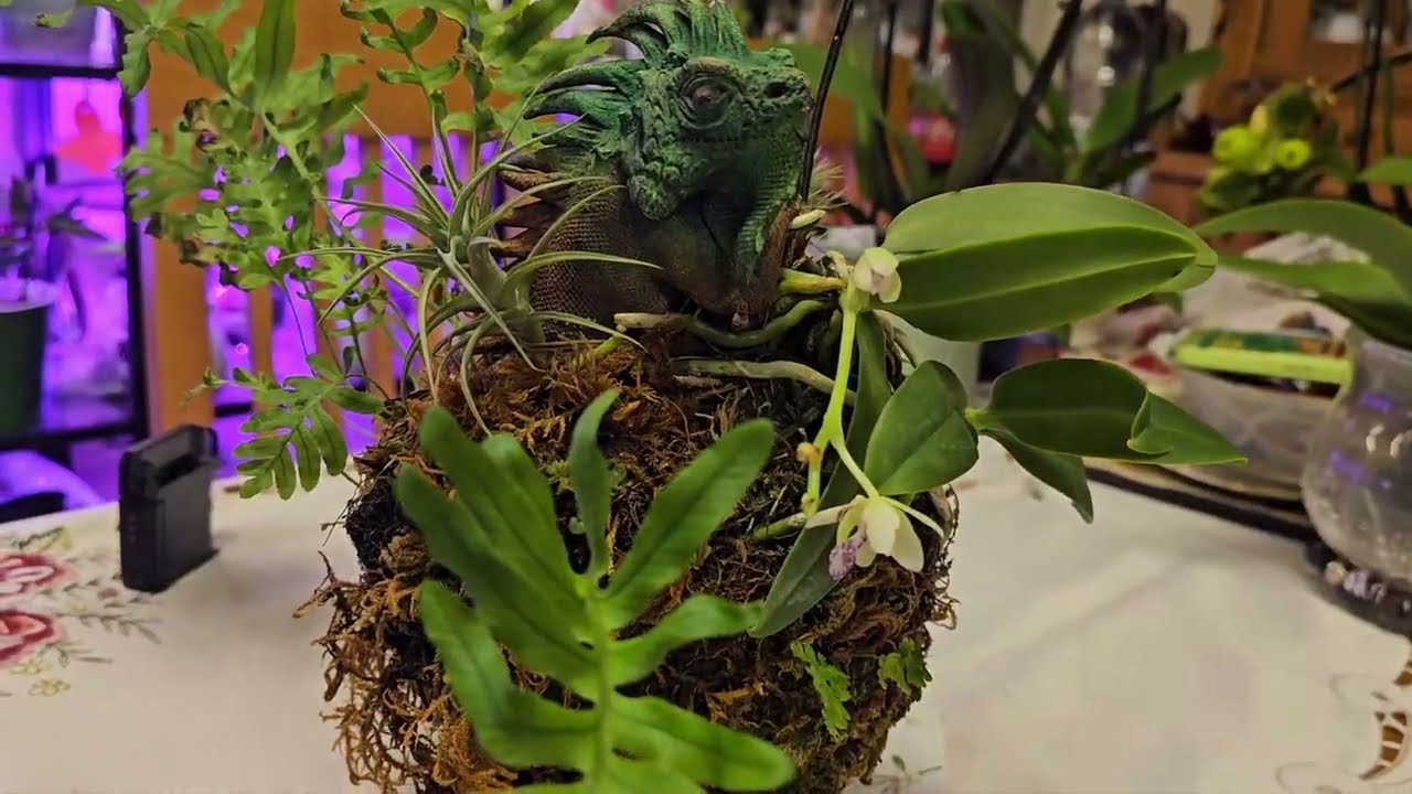 SEDIREA JAPONICA ( СІДЕРЕЯ ДЖАПОНІКА) КВІТНЕ