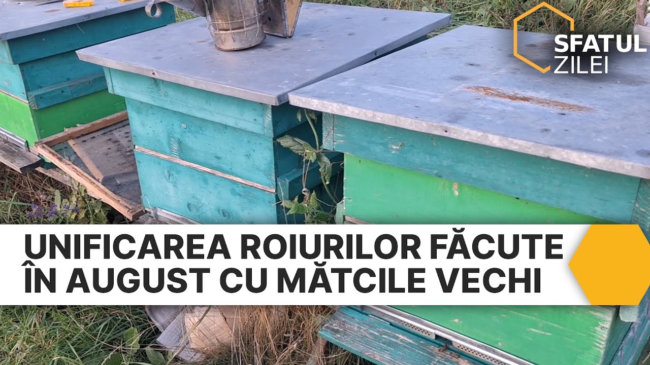 Unificarea roiurilor facute in august cu matcile vechi