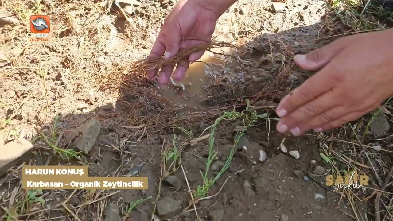 Sabır Yükü - Organik Zeytincilik 20 10 2024