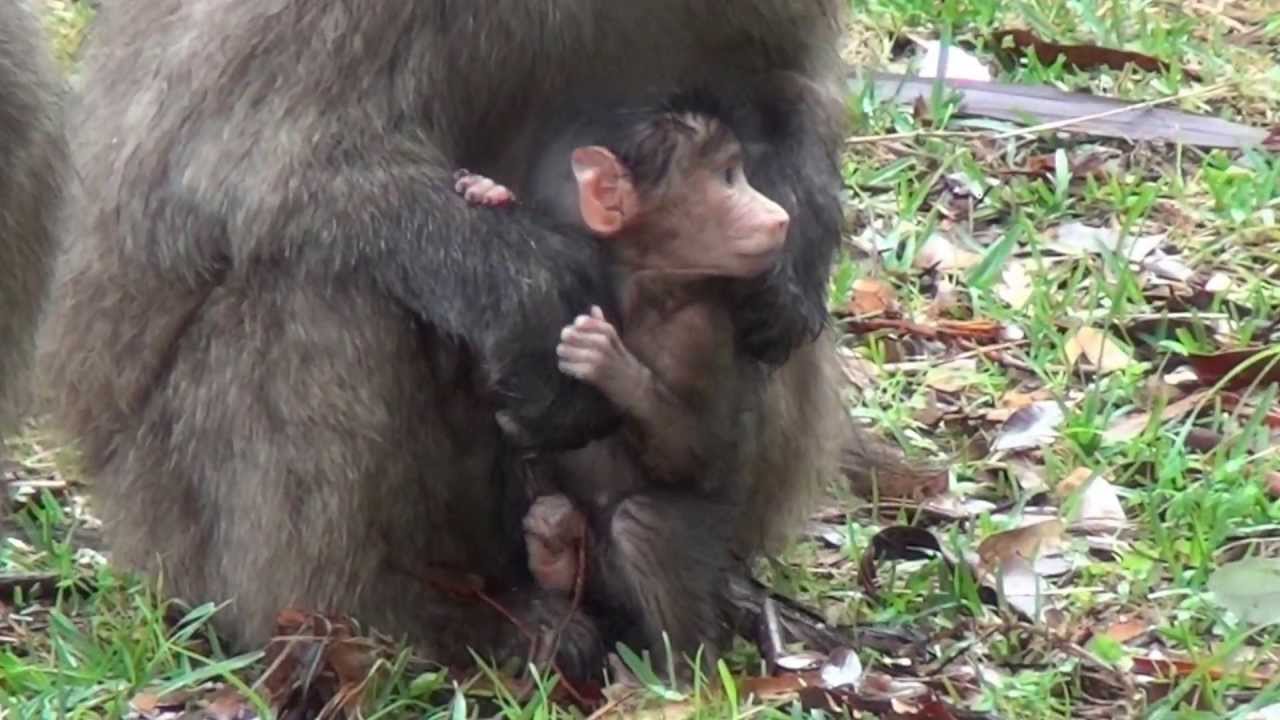 Baby Chacma Baboons Tokai Plantation Cape Town - Filmed by Greg Morgan