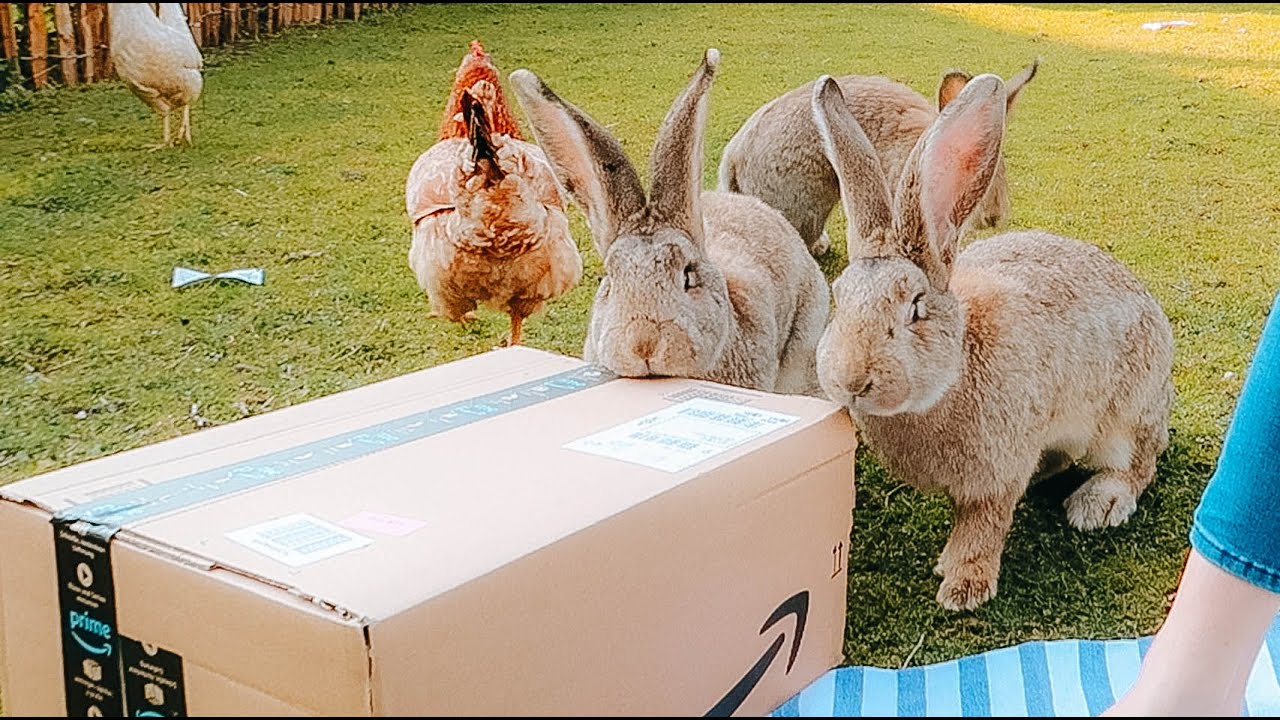 +50 spullen gekocht voor mijn dieren!🌿