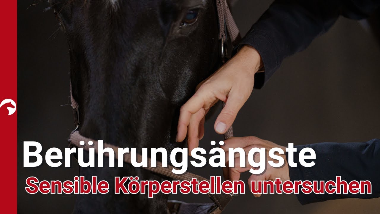 Tierarztbesuch- Sensible Stellen berühren und behandeln