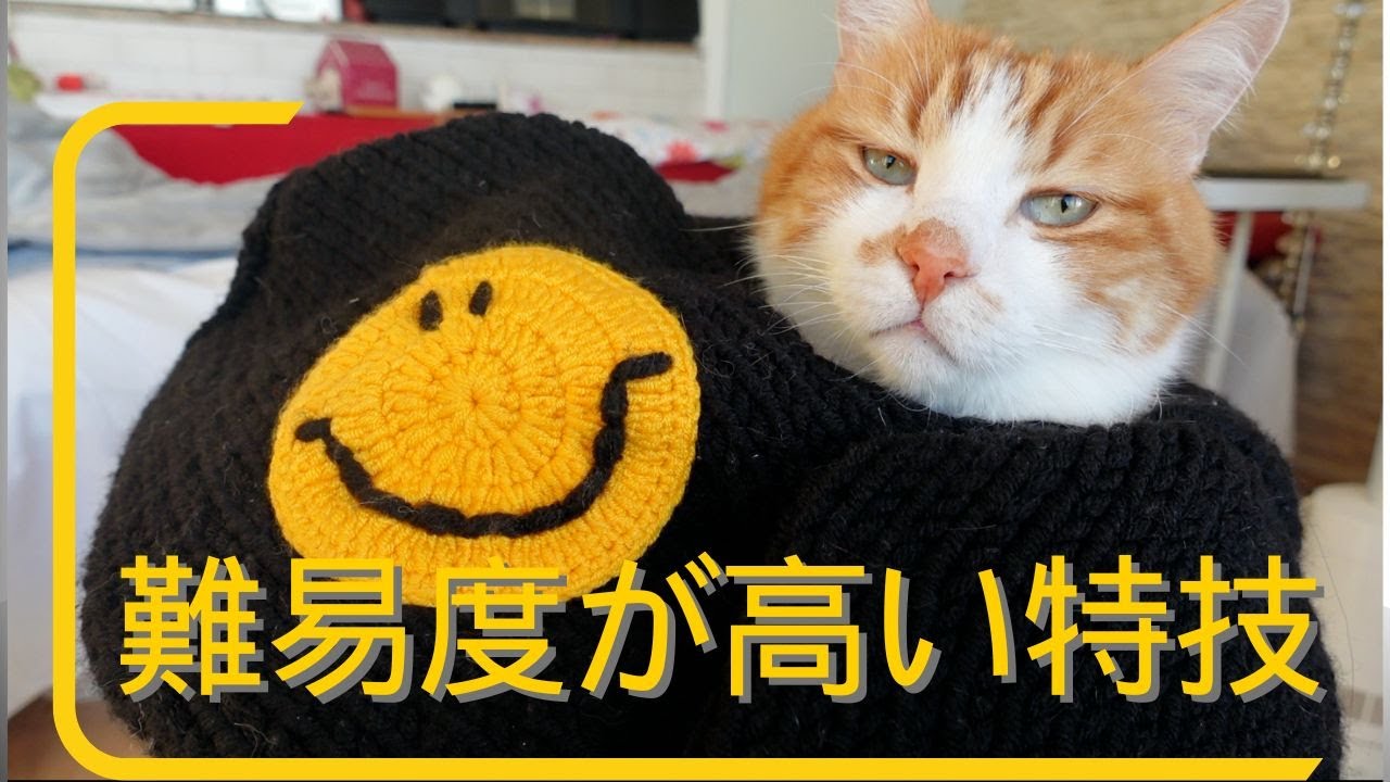 人間の赤ちゃんみたいなお包み猫！あーにゃんの得意の季節が到来！