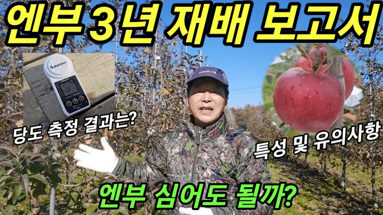 사과 신품종 엔부 심어도 되나? 엔부 3년간의 재배 보고서ㅣ엔부 특성 및 유의사항