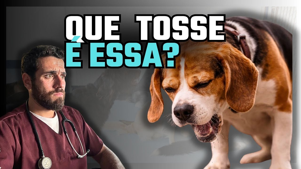 Que tosse é essa? Entenda a tosse dos canis ou GRIPE CANINA nos cães