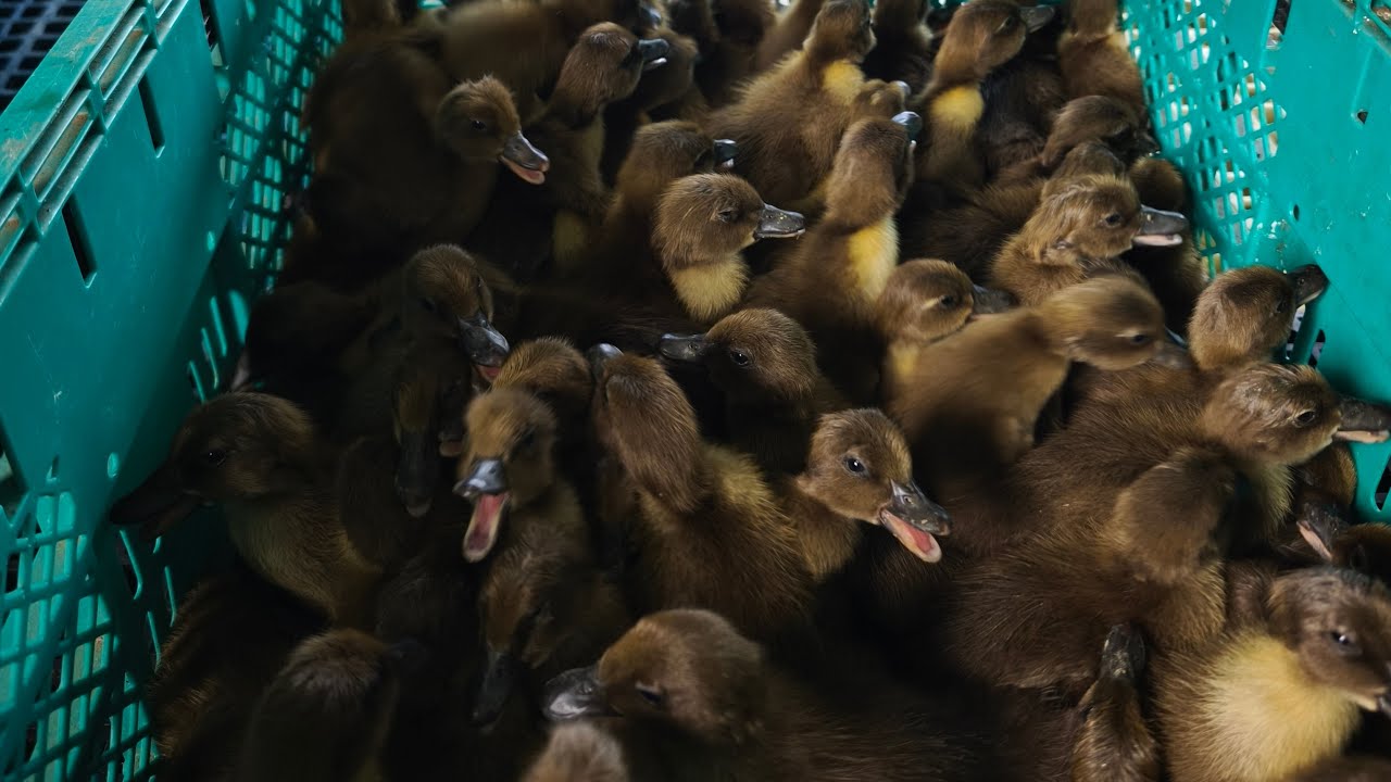 EGGS HATCHING TUTORIAL EPISODE 2