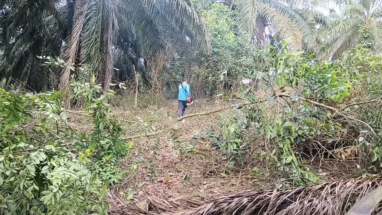 Mesin tebang anak kayu