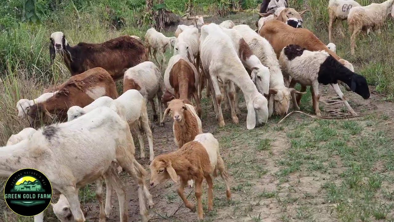 HOW TO GET FREE FOOD FOR LIVESTOCK FARMERS IN AFRICA #farming #livestock
