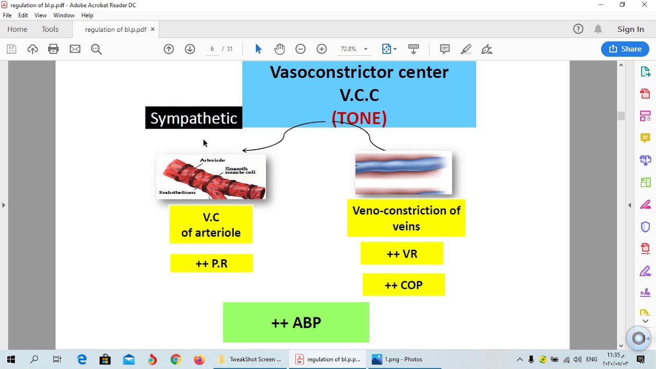 L9 Physio CVS.. Regulation of Arterial blood pressure