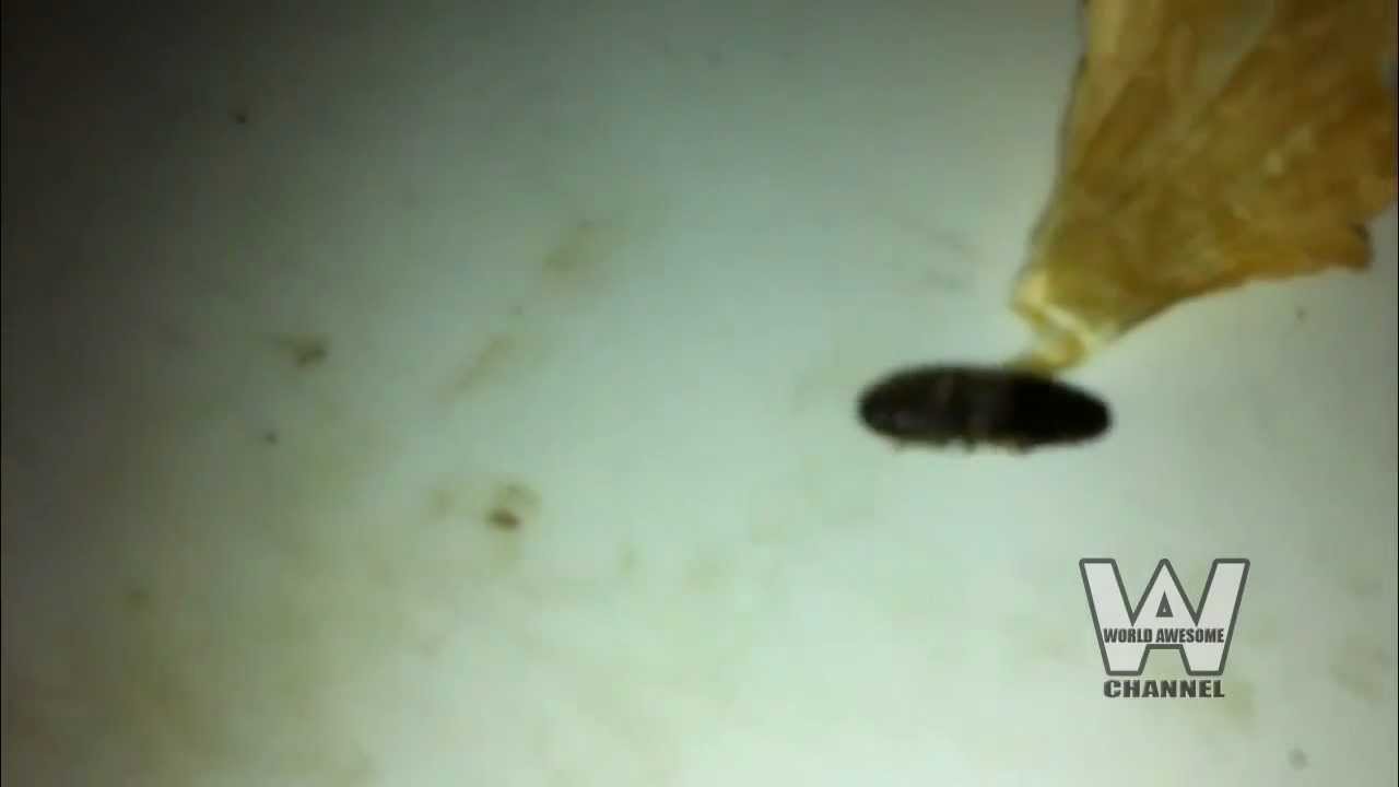 Click beetle Jumping Beetle