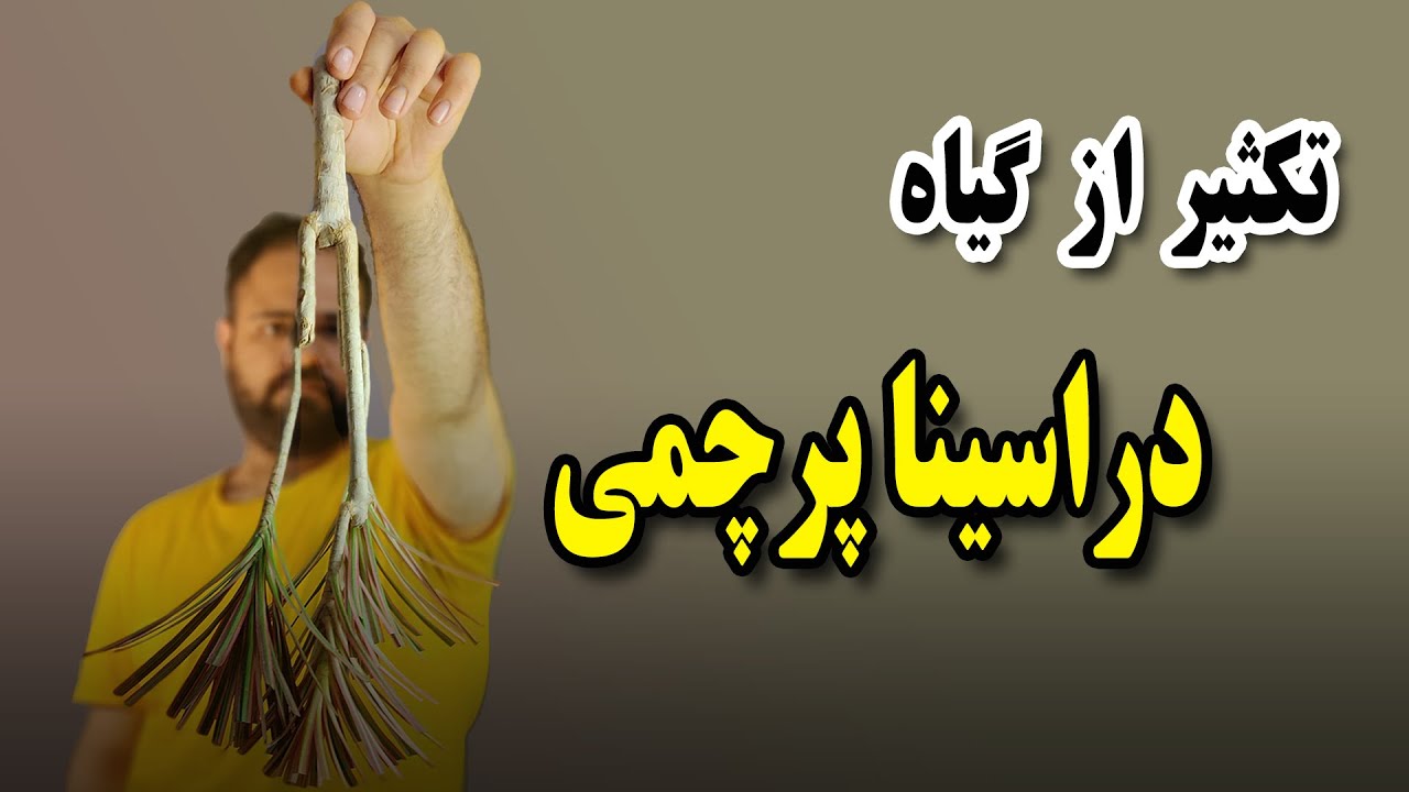 روش تکثیر دراسینا پرچمی