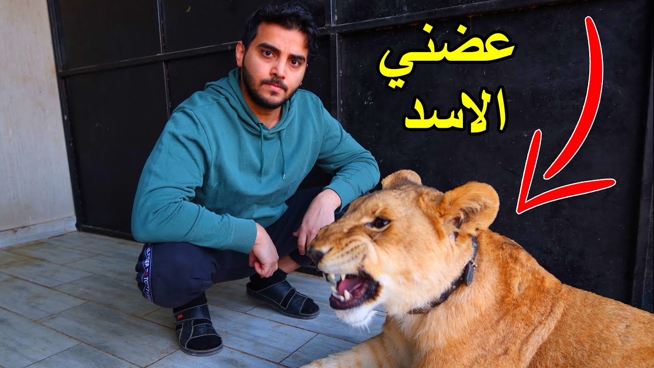 دخلت على الاسد الي هاجمني و انتقمت منه