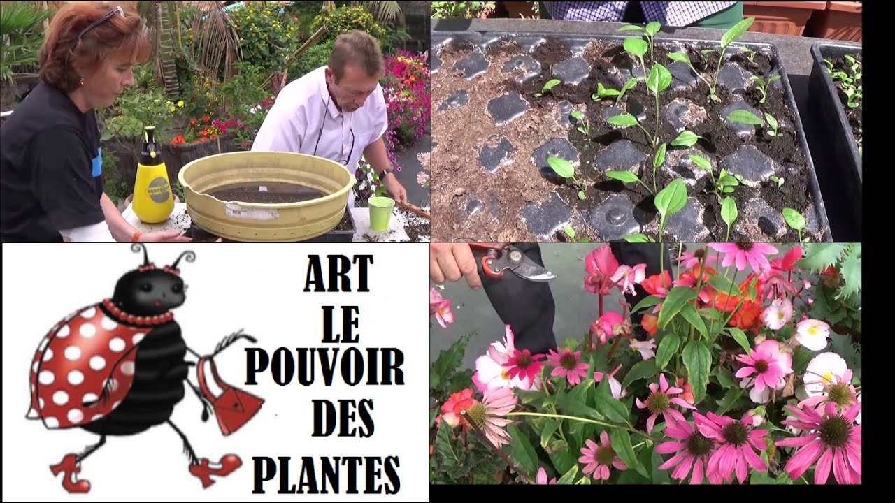 Jardinage: Echinacea cheyenne  Semis, Taille: Plate vivace