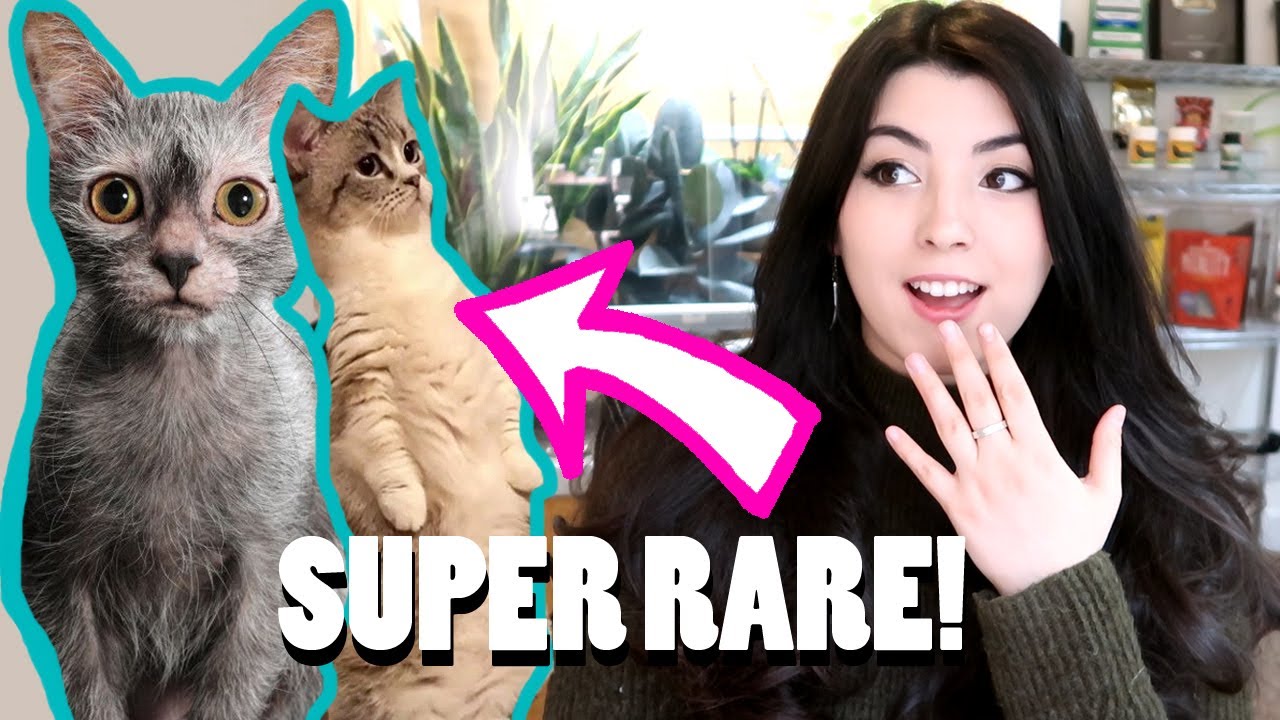 10 RARE Cat Breeds You've Never Heard Of! (Werewolf cat!?)