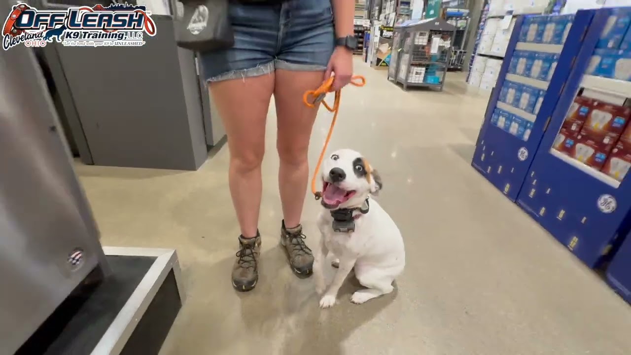 Cheyenne | 6 Month Old Catahoula Mix  | Best Dog Trainer Cleveland, Ohio | Basic Obedience Training