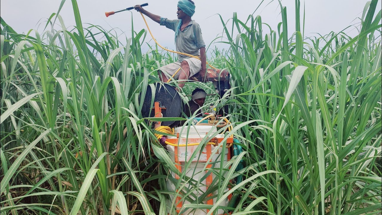 गन्ने की फसल में में एक लास्ट स्प्रे गन्ना निकलेगा जबरदस्त प्रशांत भाई ट्रेंच विधि गन्ने में स्प्रे