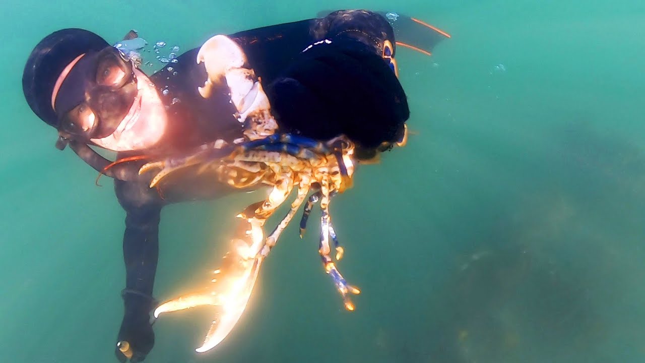 Snorkelling for lobsters - St Andrews