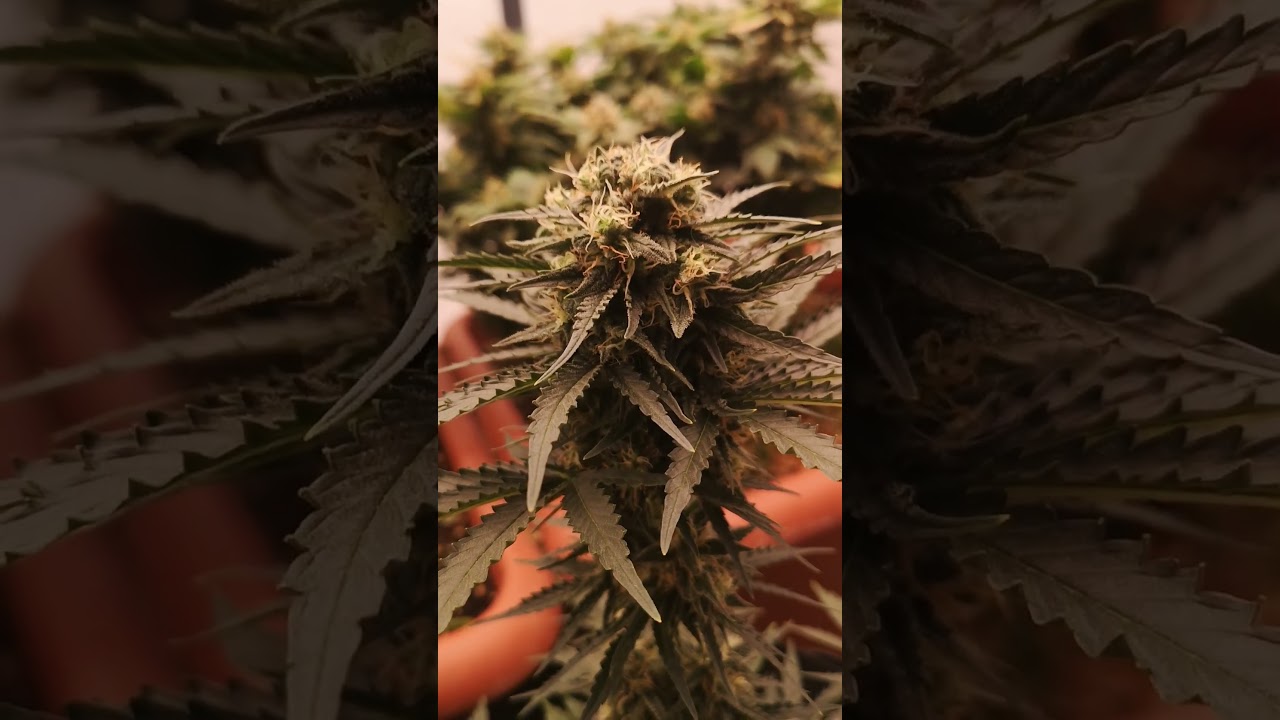 Big Buds, Small Plant &ndash; The Mandalorian Auto Thrives on 12/12! 🌱💥