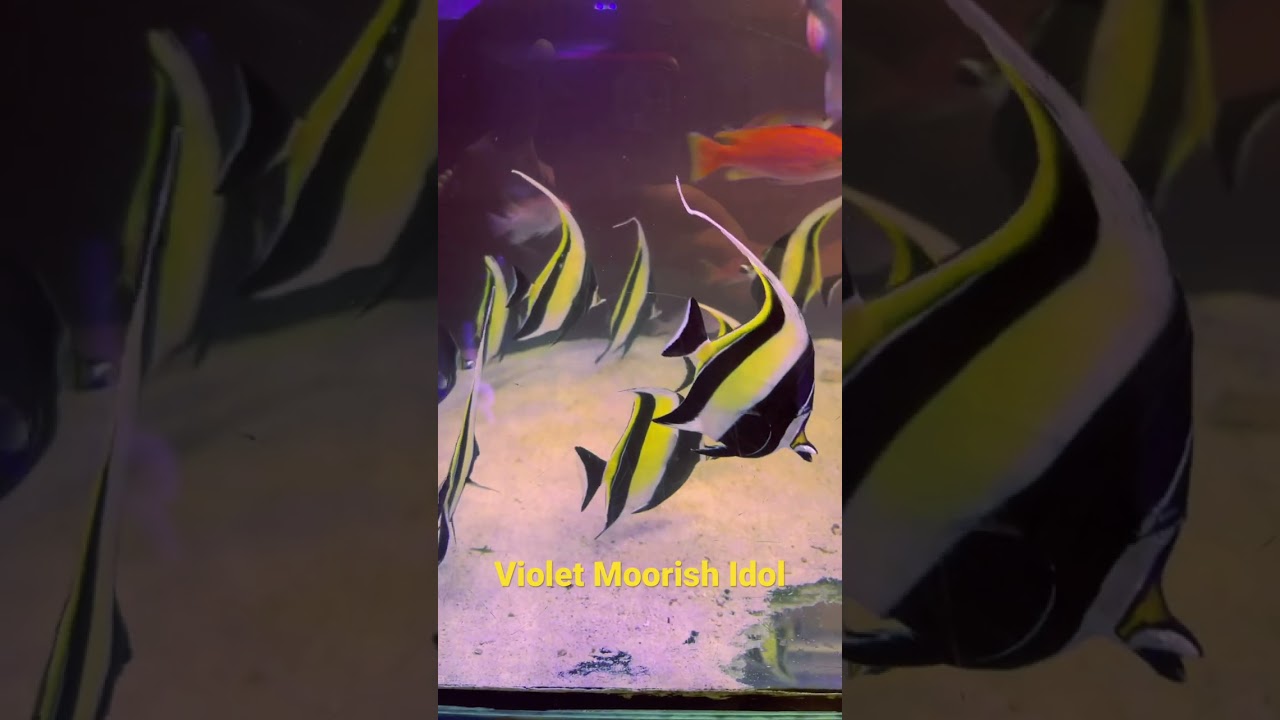 Healthy Beautiful Moorish Idol Fish 11/05/2022