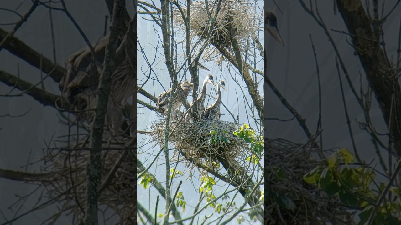 Great Blue Heron Nests