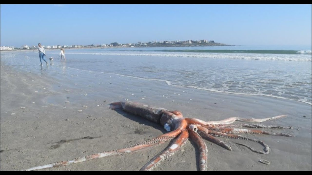Calamaro gigante di circa 4 metri spiaggiato in Sudafrica