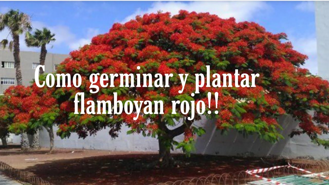 ¿Como germinar y plantar un árbol de flamboyan rojo o tabachin?🌿