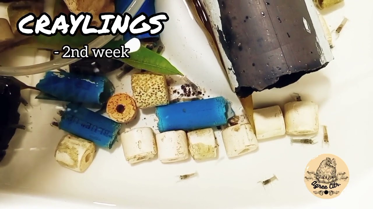 Craylings - 2nd Week | #crayfish #crayfishaustralian #crayfish_farm #crayfish_farm #agriculture