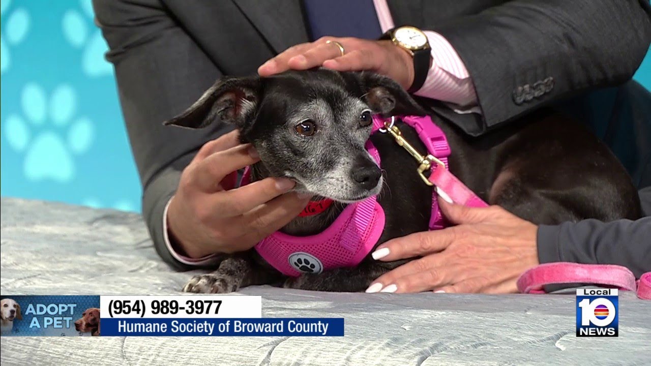 Humane Society of Broward seeks permanent home for loving senior dog, other furry friends