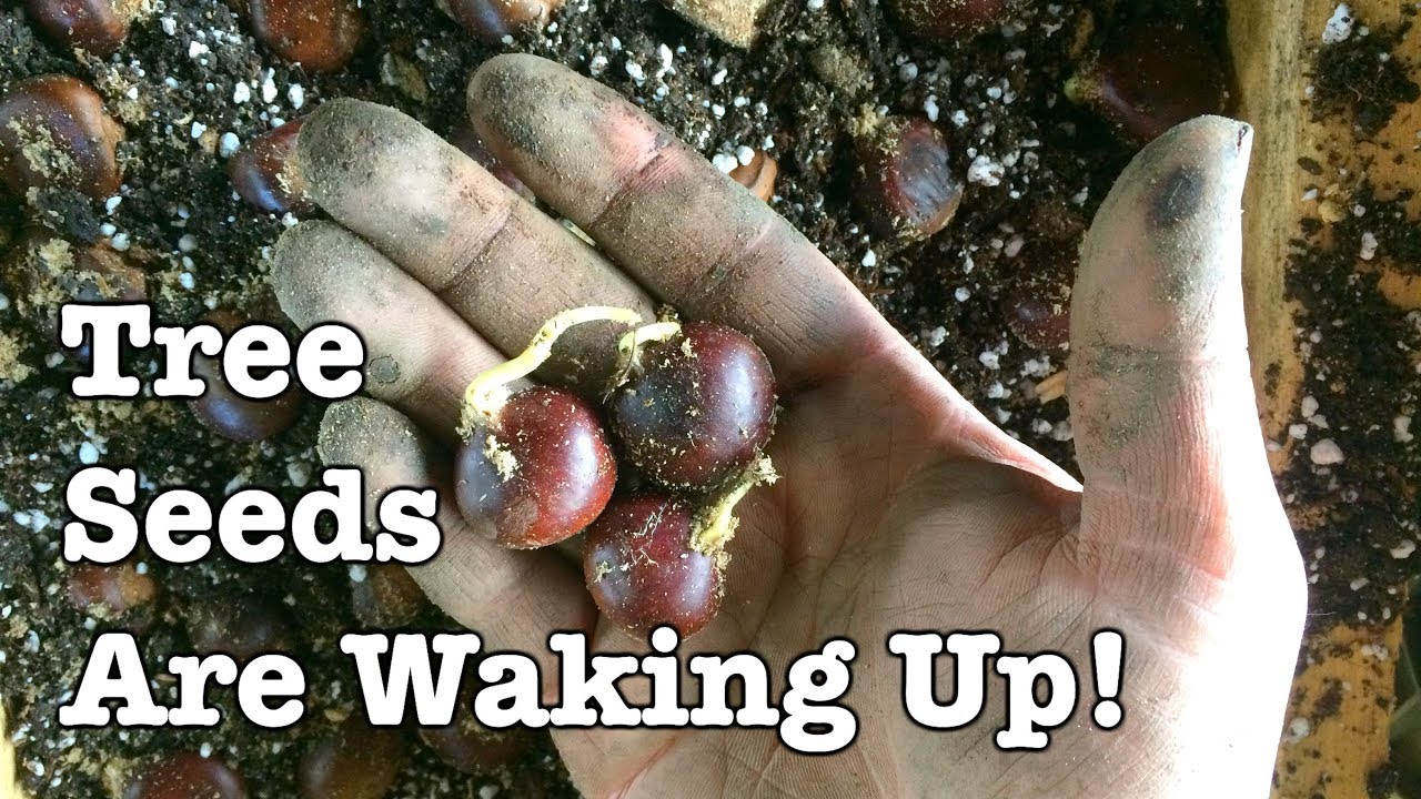Chestnut Seeds Are Sprouting - Nursery work must begin!