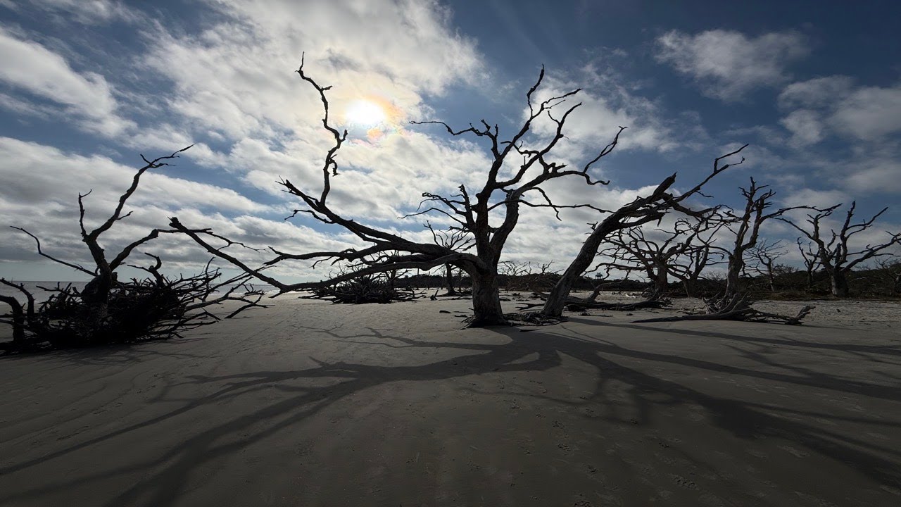 Driftwood Beach: Georgia’s Hauntingly Beautiful Shore