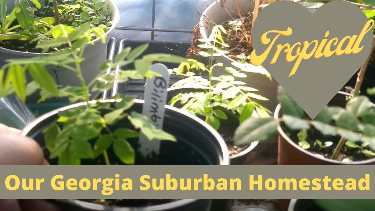Soursop in Georgia? Lisa's Tropical Tree Experiment