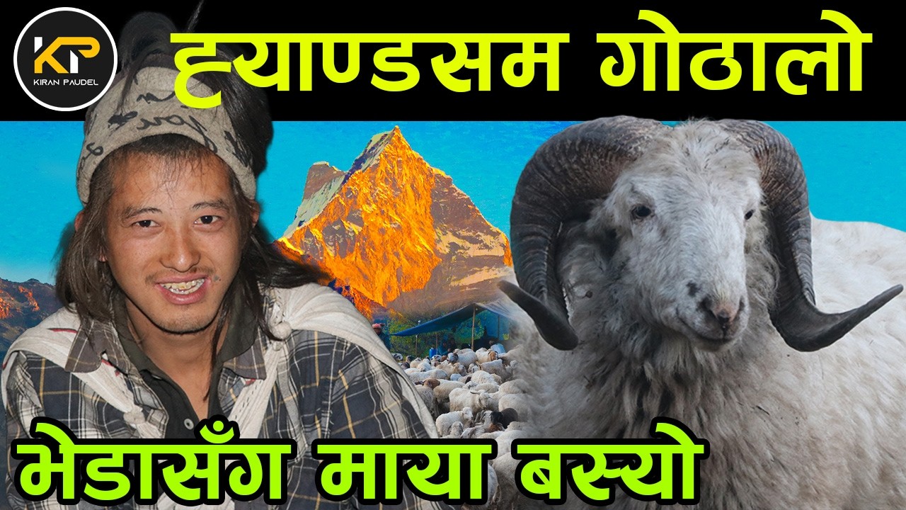 भेडा लिएर हिमाल चढ्ने ह्याण्डसम गोठालो भन्छन्, 'मेरो भेडासँगै माया बस्यो' ||kiranpaudel