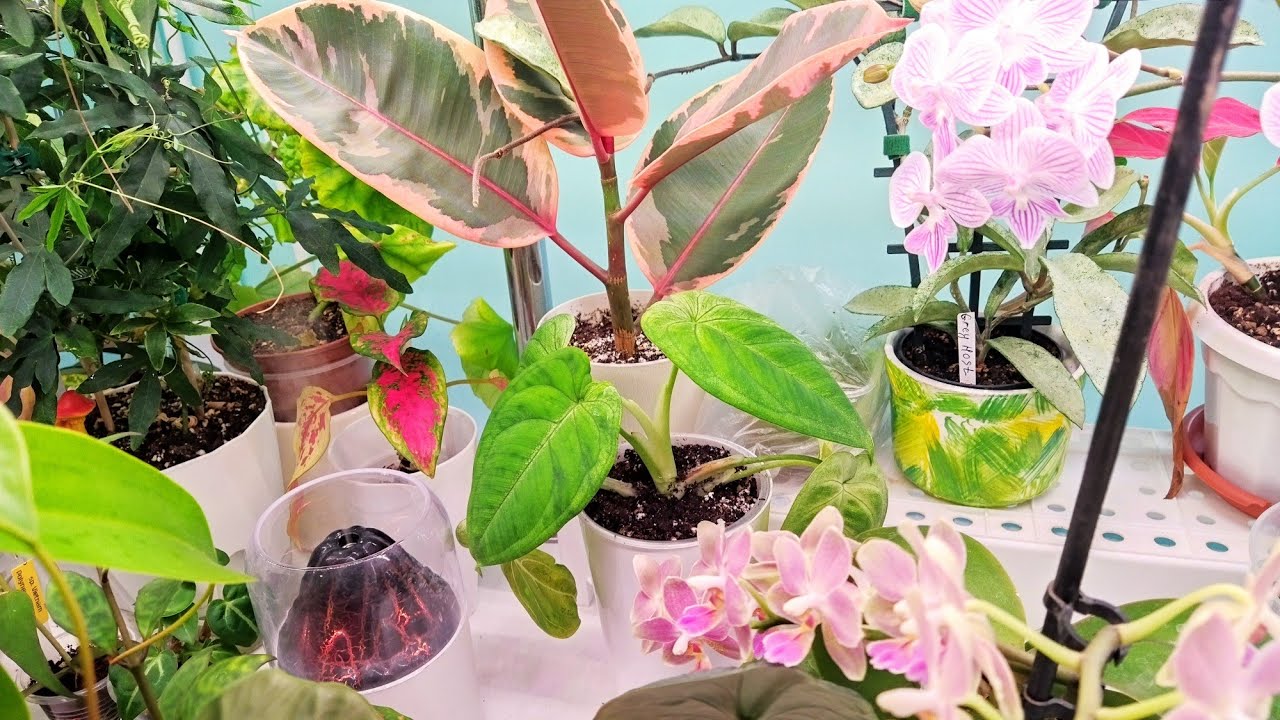 Пересадка 🌿 Состав грунта 🌱 4 марта 2026