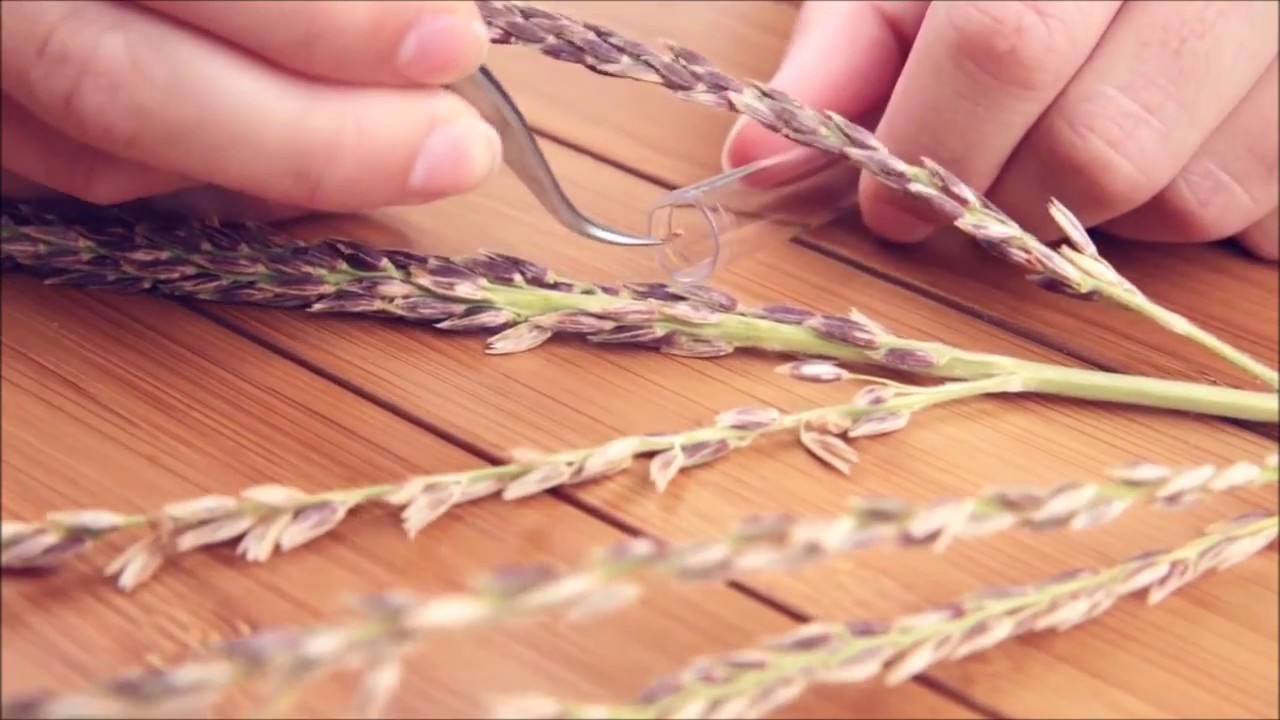 Amphasys - Quick Introduction to Pollen Analysis