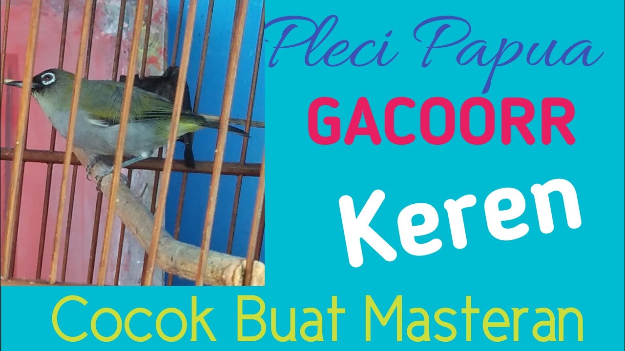 BURUNG PLECI PAPUA NGERROL ABIS.. cocok buat pancingan