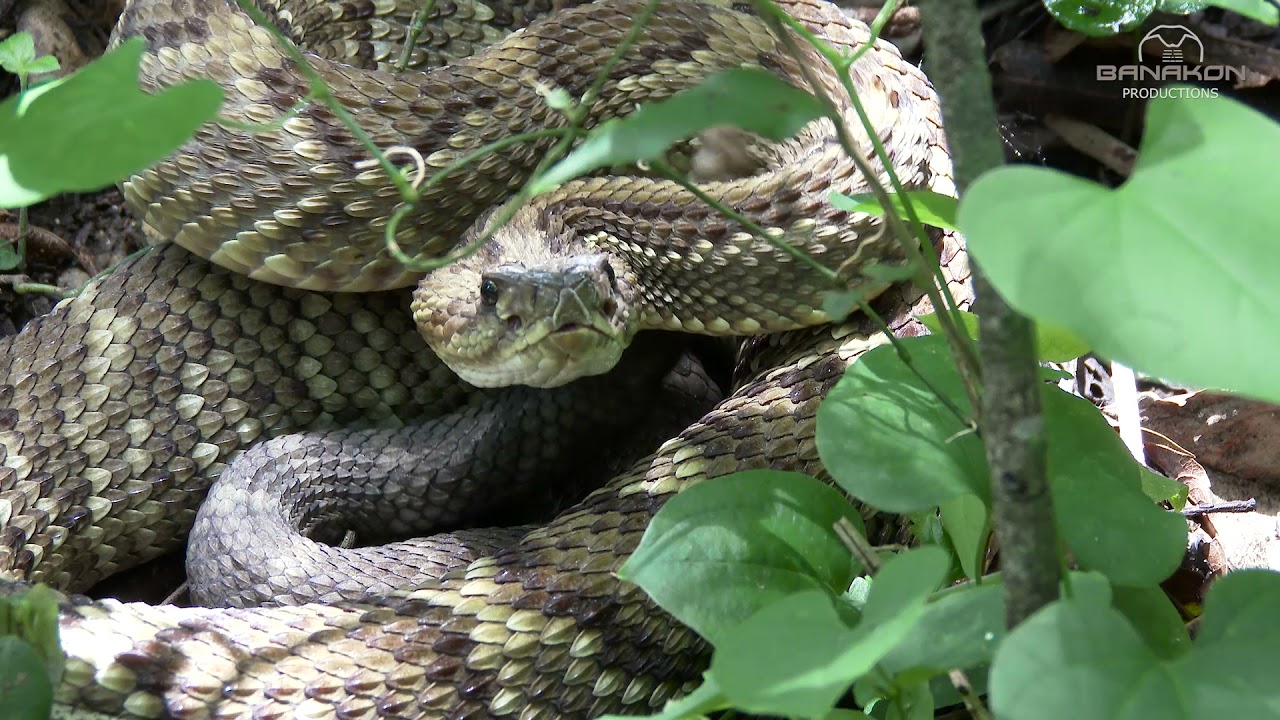 THE TROPICAL RATTLESNAKE (Crotalus durissus)